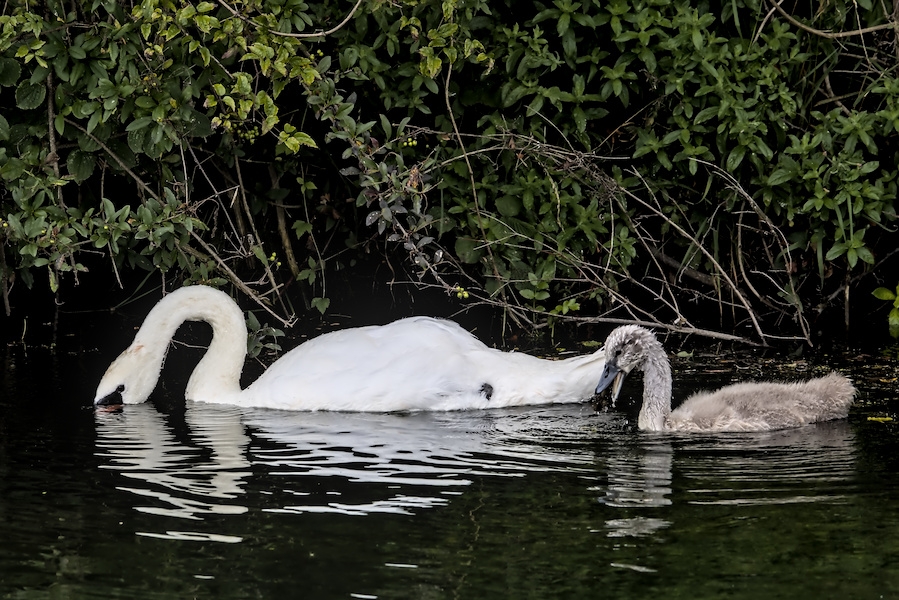 H&ouml;ckerschwan mit Nachwuchs