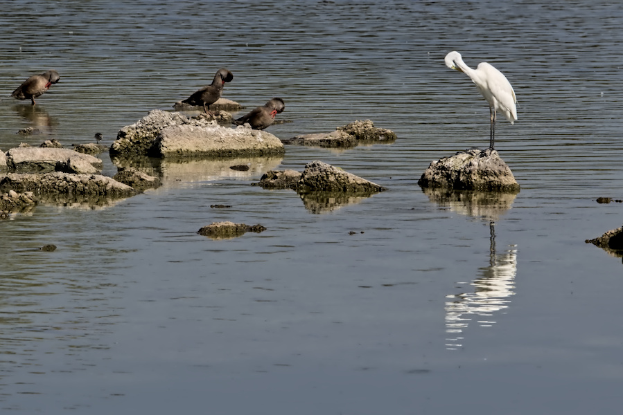 Silberreiher mit Kolbenenten
