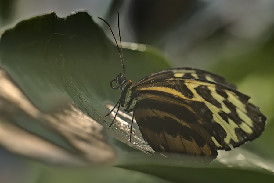 Tiger Passionsblumenfalter auf einem Blatt
