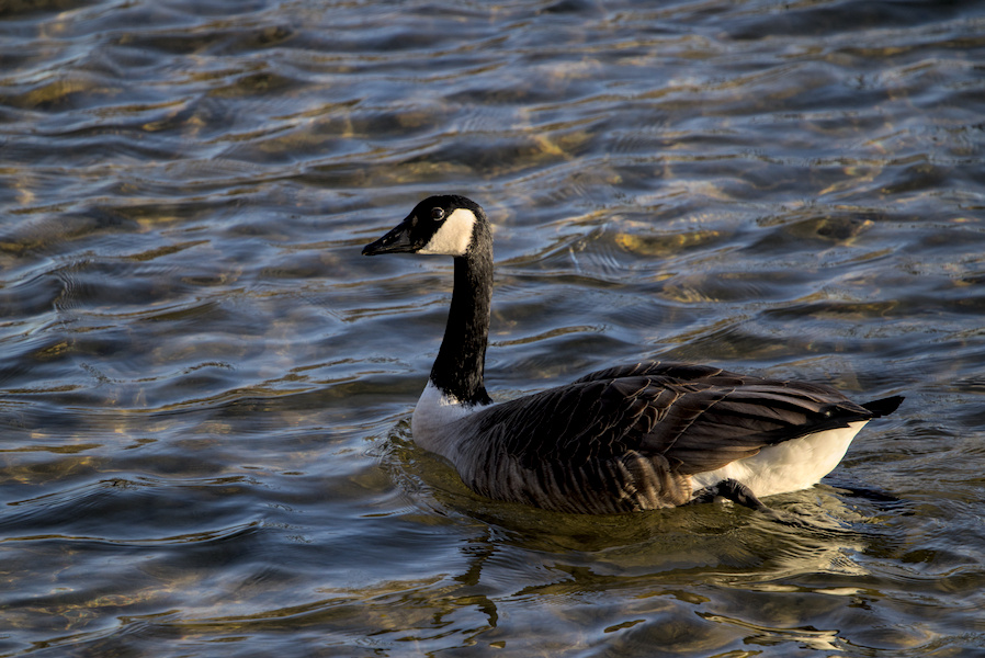 Kanadagans auf einem See