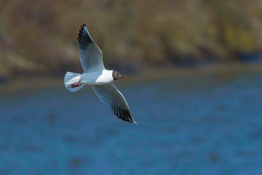 Lachm&ouml;we &uuml;ber einem See