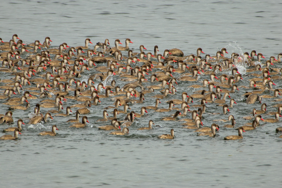 Kolbenenten auf einem See