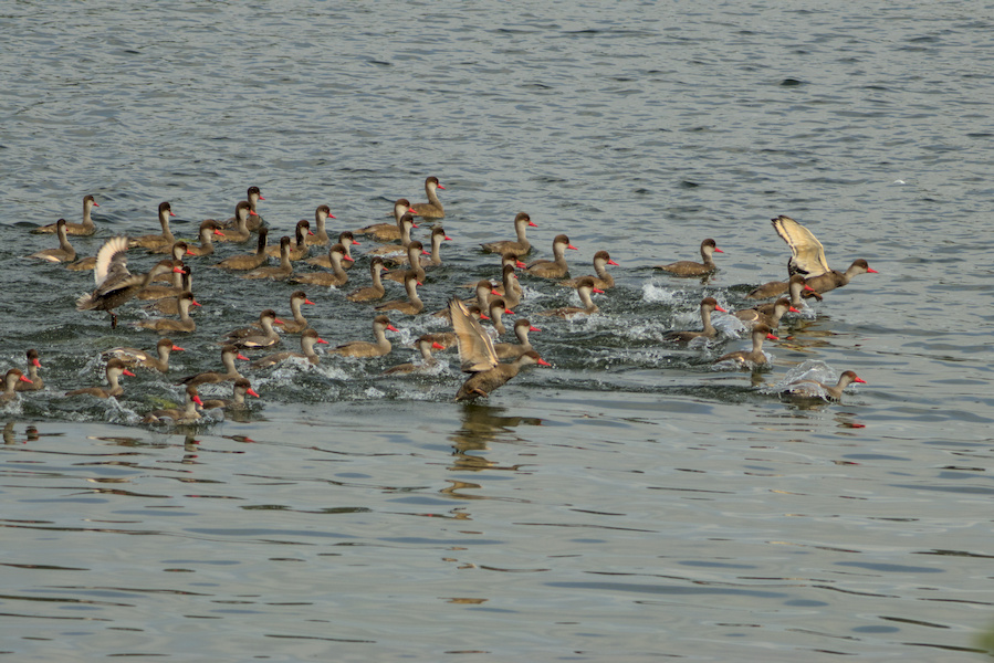 Kolbenenten auf einem See