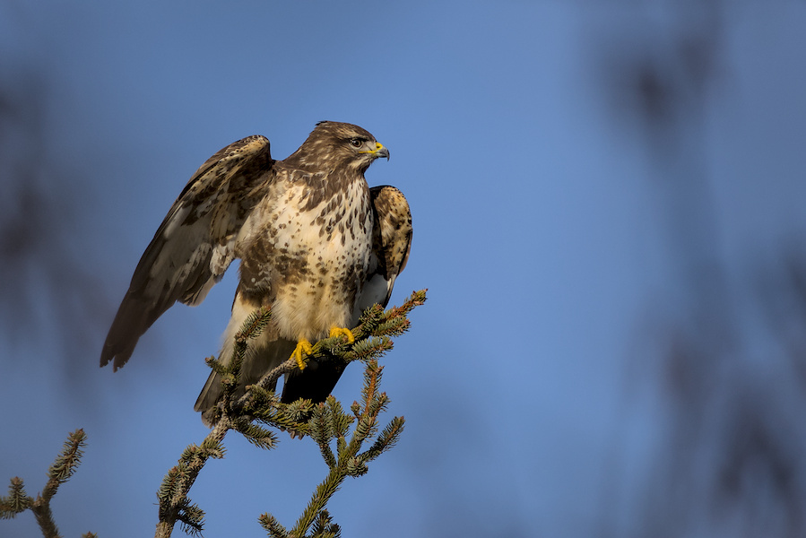 M&auml;usebussard auf einem Baum