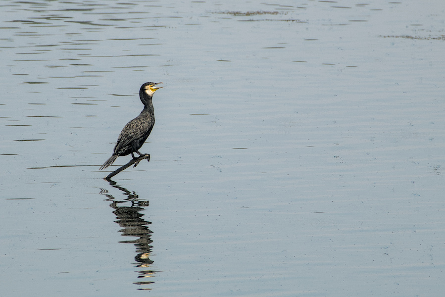 Kormoran auf einem See