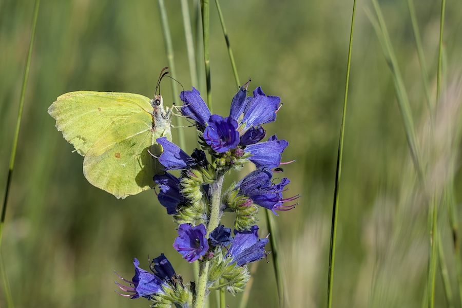 Zitronenfalter an einer Blüte