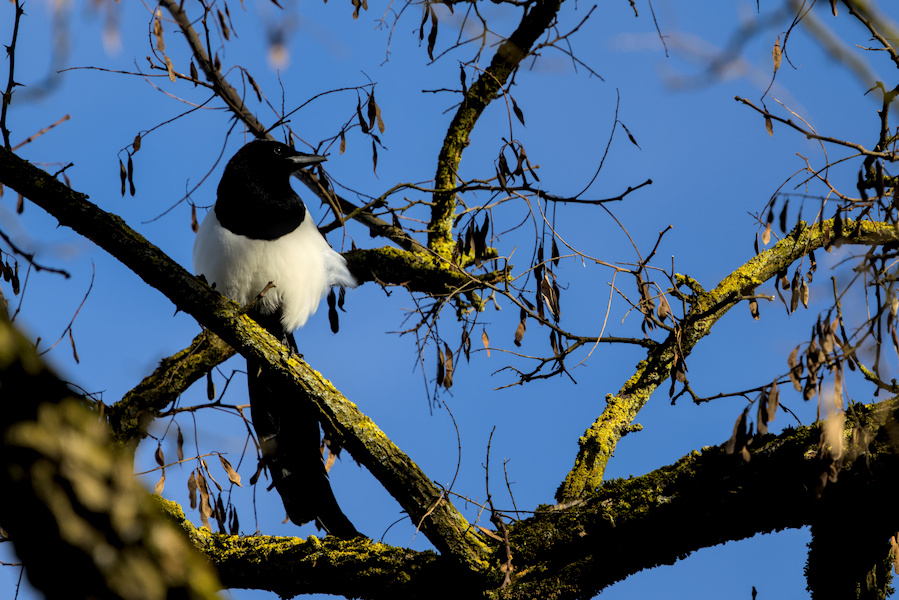 Elster in einem Baum