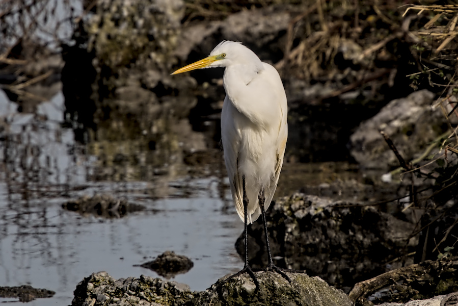 Silberreiher an einem See