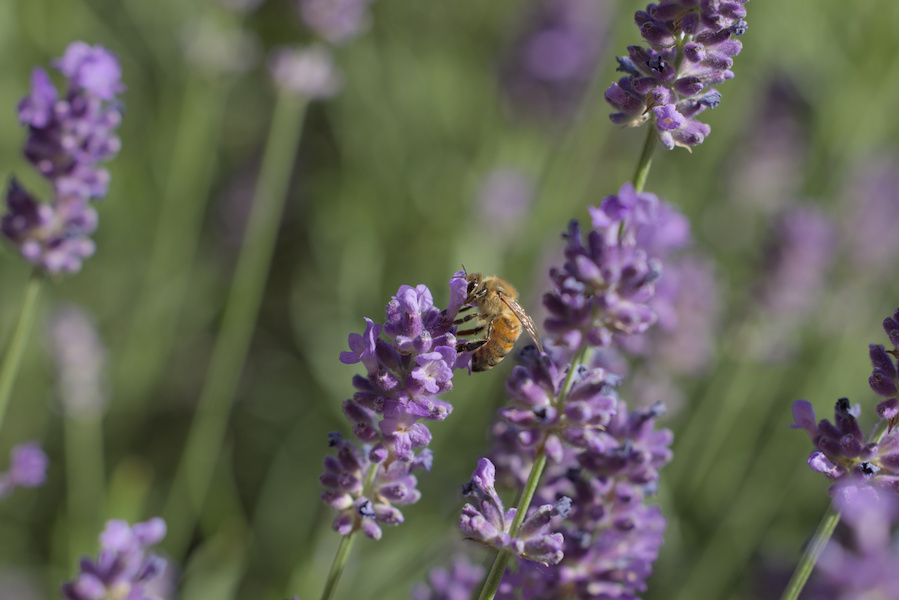 Biene auf einer Lavendel Blüte
