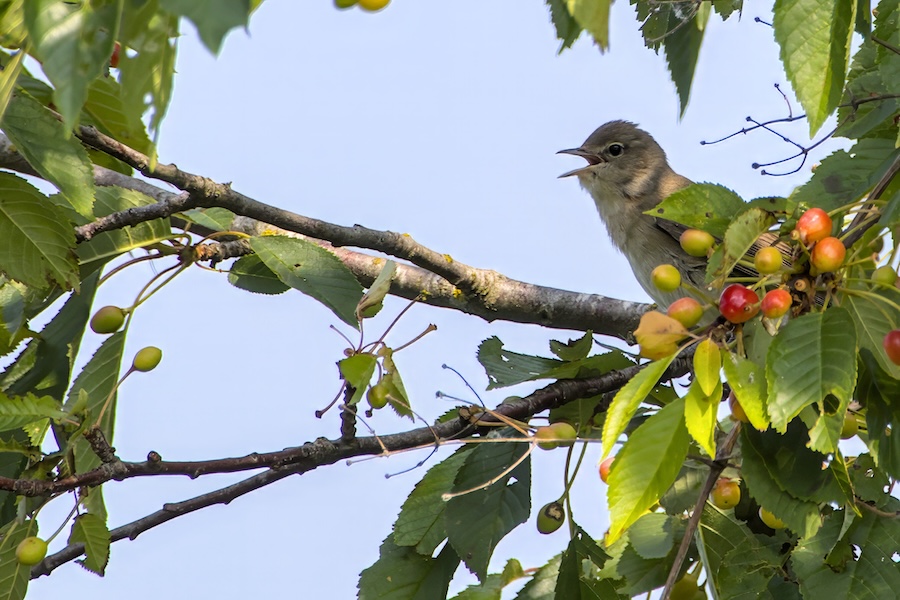 Gartengrasmücke auf einem Baum