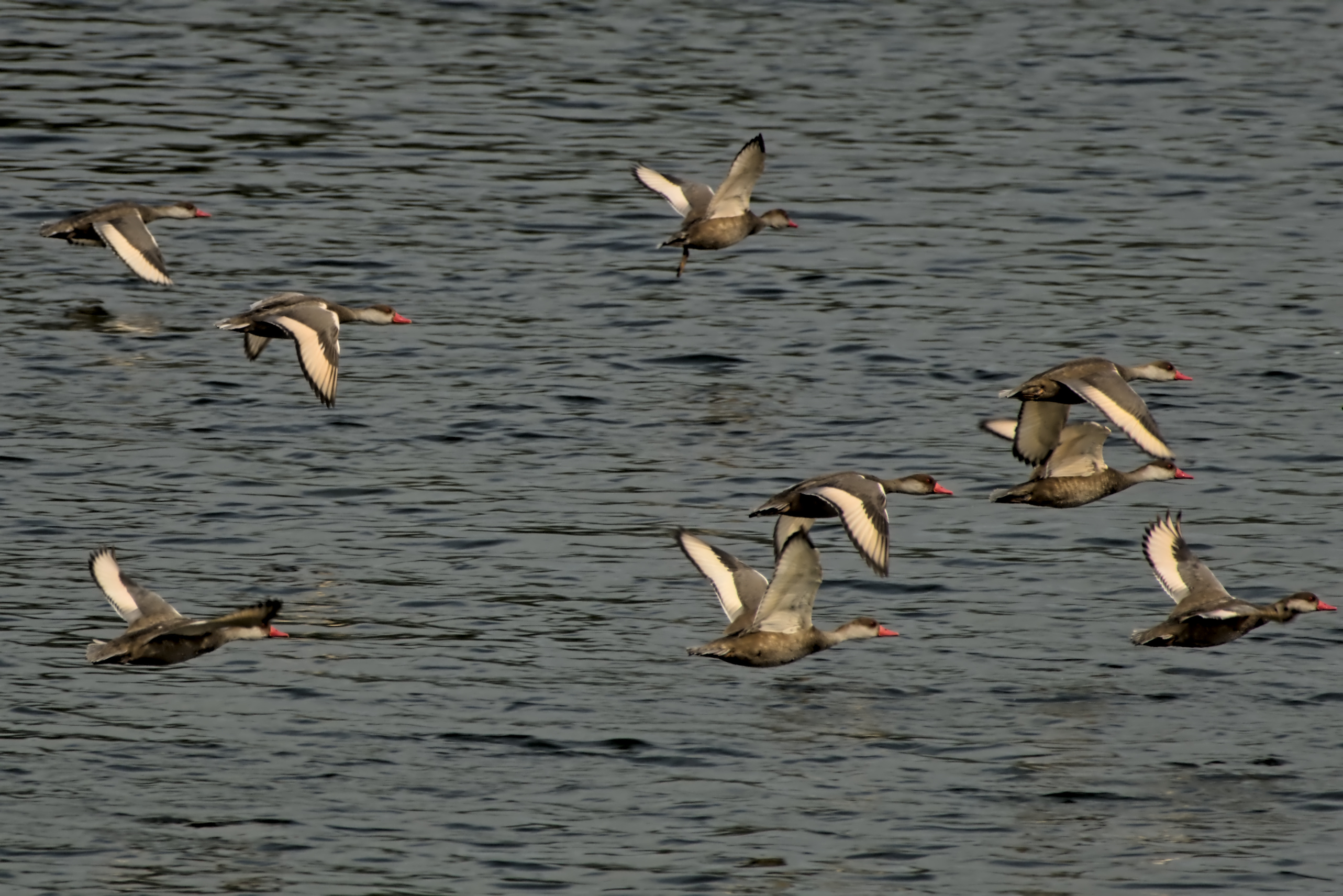 Niedrige H&ouml;he, hohe Geschwindigkeit