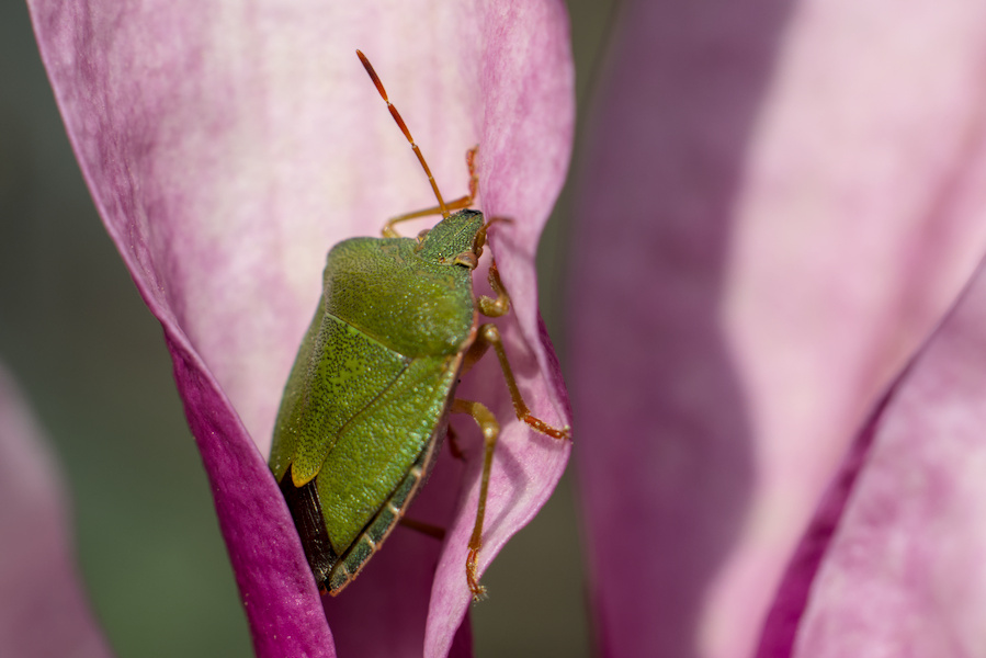 Grüne Stinkwanze an einer Magnolie