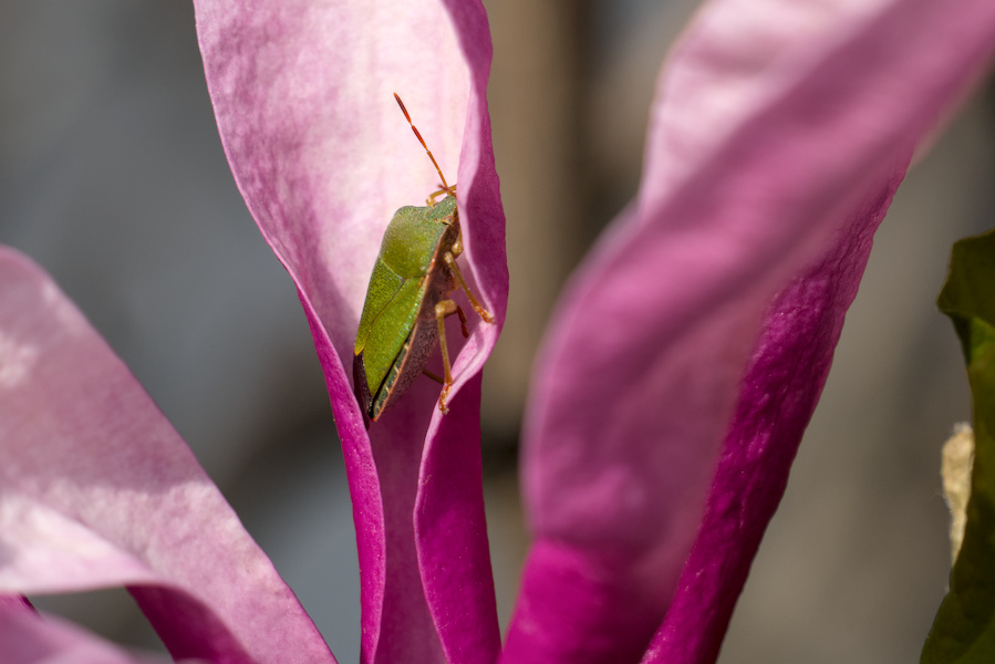 Grüne Stinkwanze an einer Magnolie