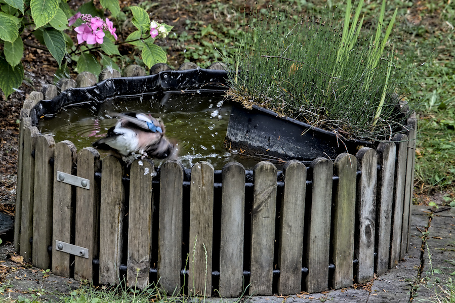 Eichelh&auml;her an einem Wasserbottich