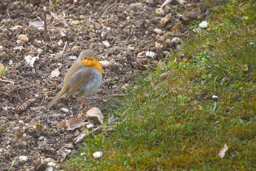 Rotkehlchen am Rand einer Wiese