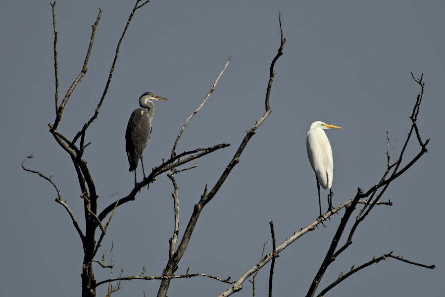 Silberreiher und Graureiher