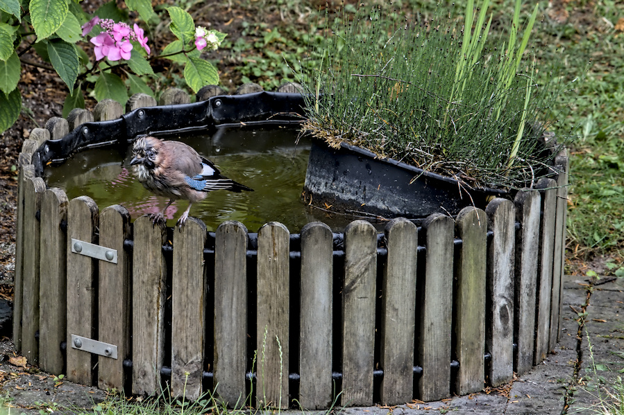 Eichelh&auml;her an einem Wasserbottich