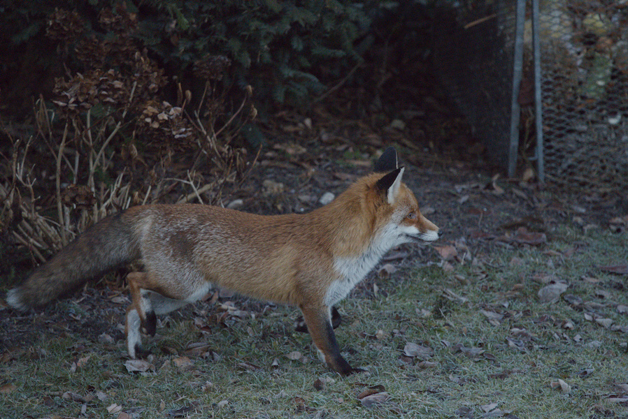 Rotfuchs auf einer Wiese