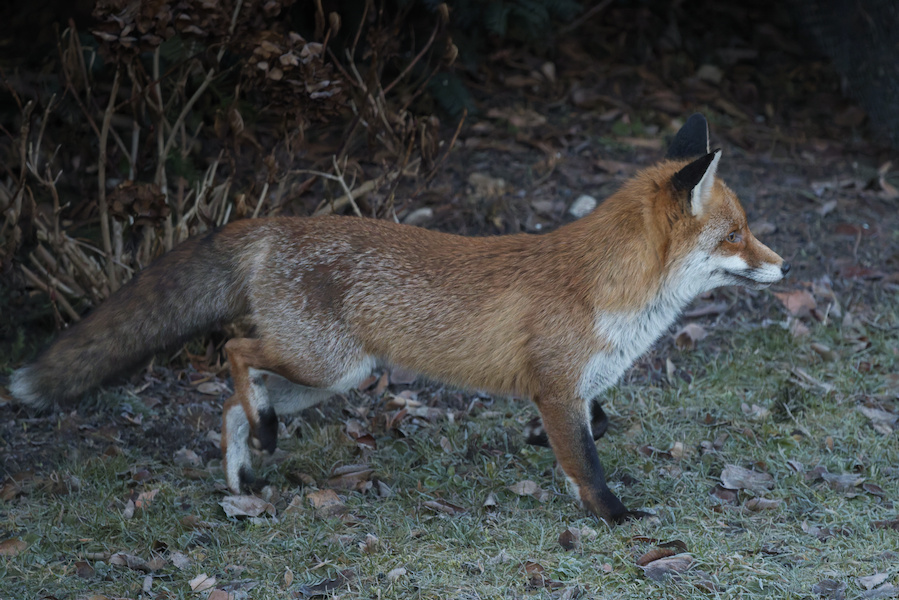 Rotfuchs auf einer Wiese