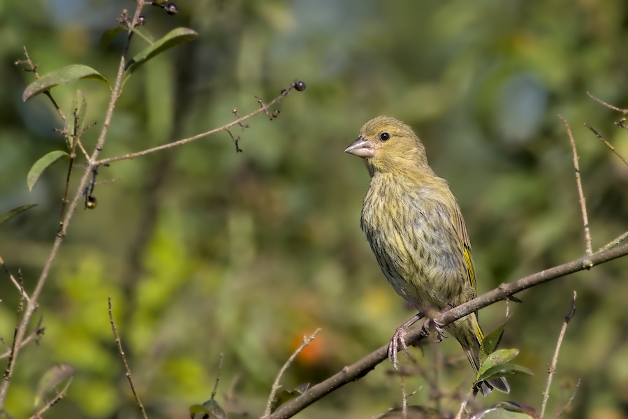 Gr&uuml;nfink in einem Busch