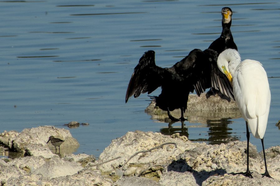 Alpenstrandl&auml;ufer am Wasser