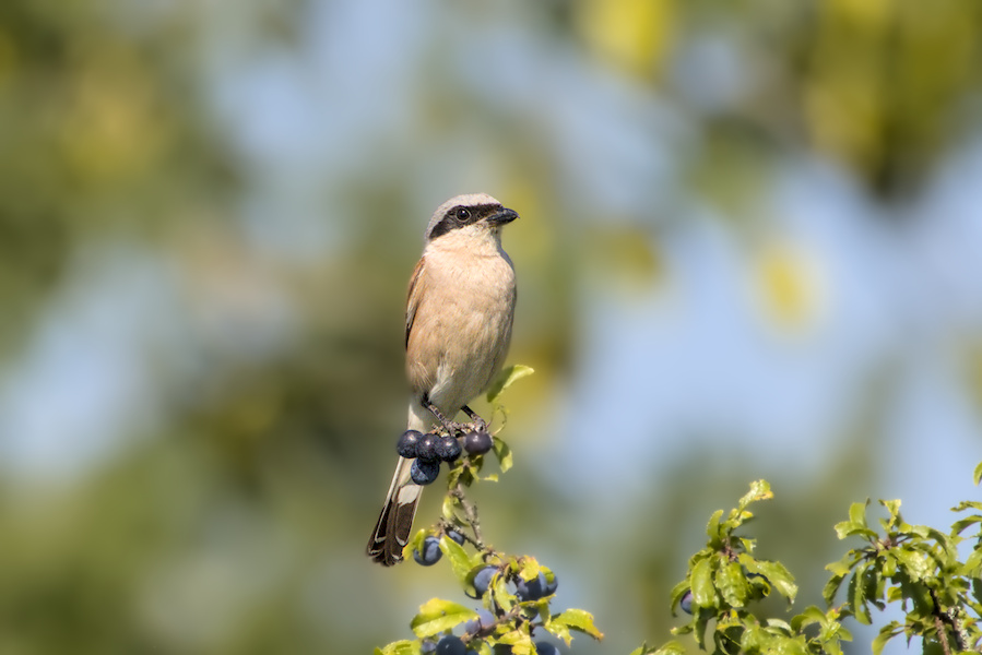 Neunt&ouml;ter auf einem Schlehenbusch