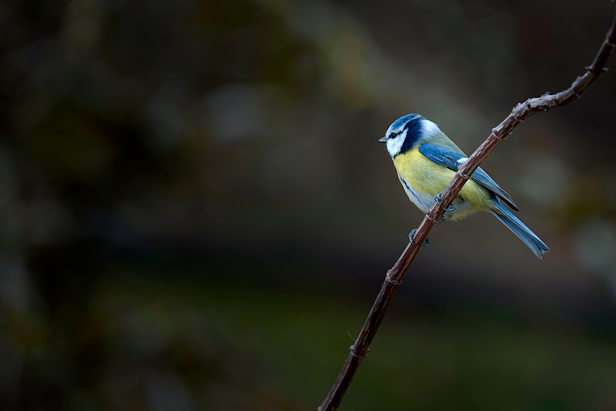 Blaumeise auf einem Ast