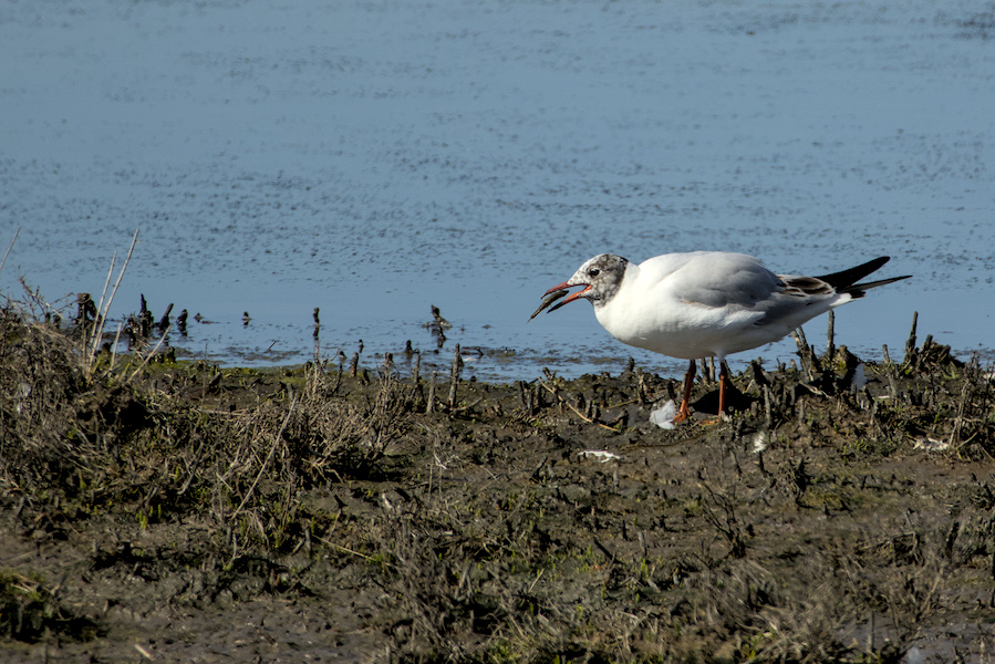 Lachmöwe am See