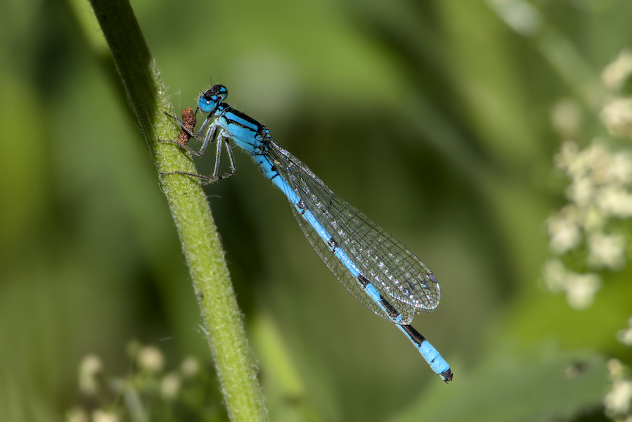 Kleinlibelle an einem Grashalm