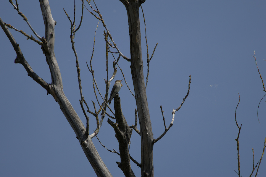 Grauschnäpper auf einem Baum