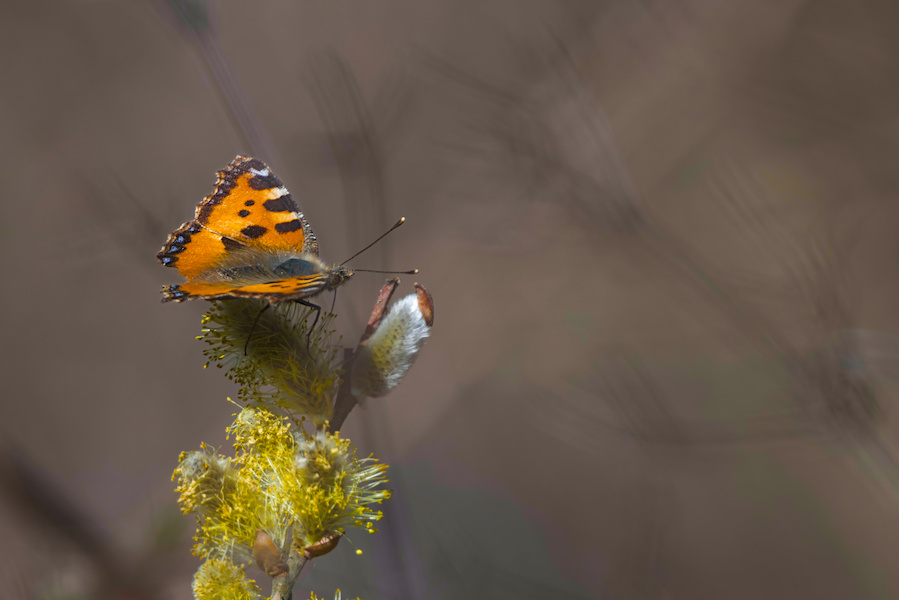 Kleiner Fuchs Schmetterling auf einer Sal-Weide