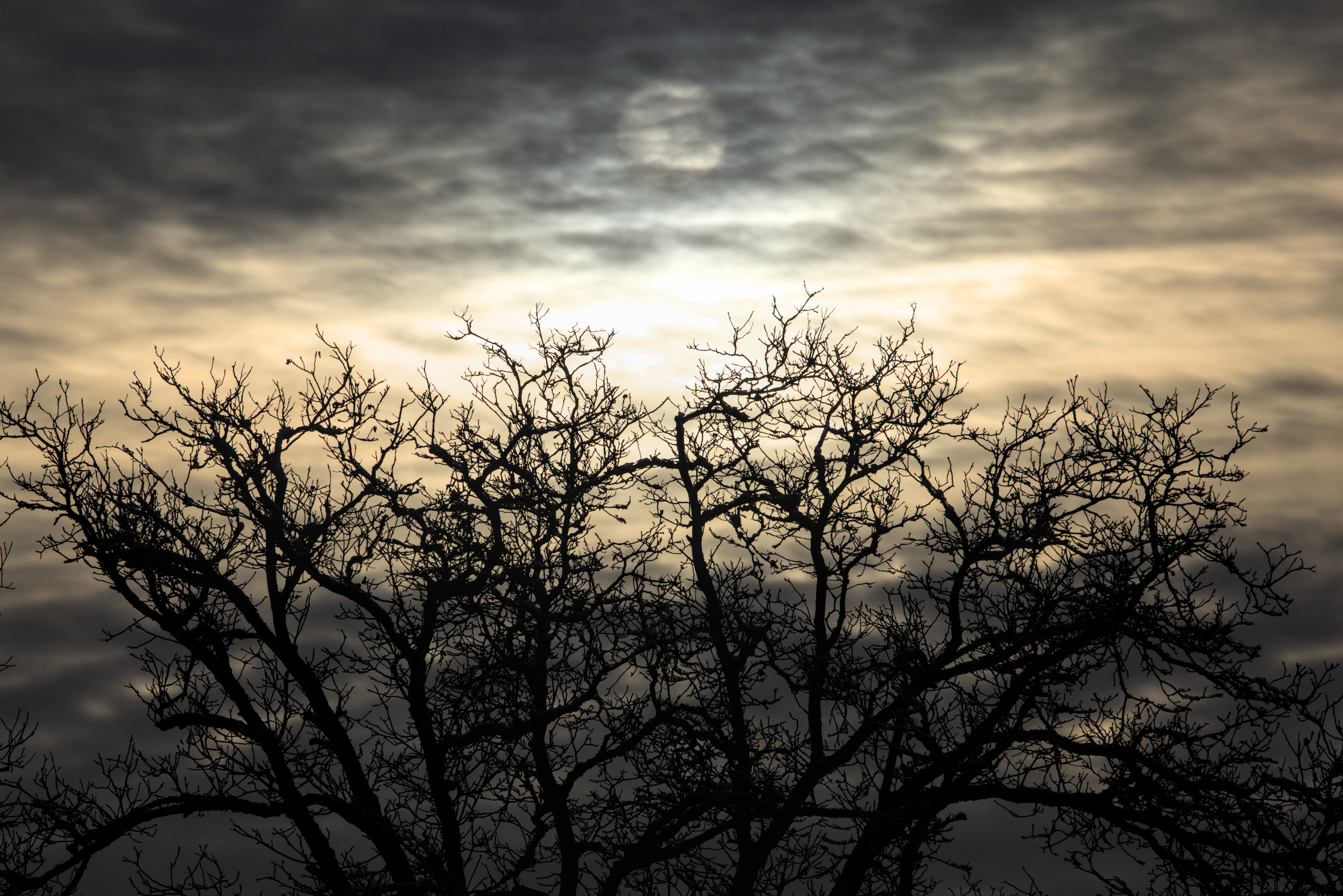 Baum im Abendlicht