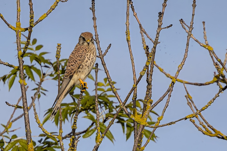 Turmfalke auf einem Ast