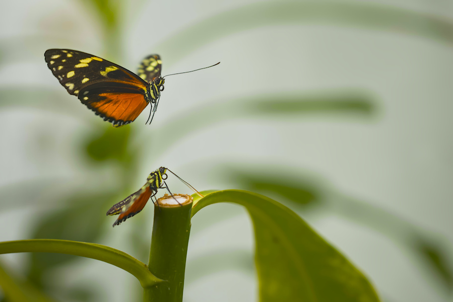 Zwei Tiger Passionsblumenfalter bei der Paarung