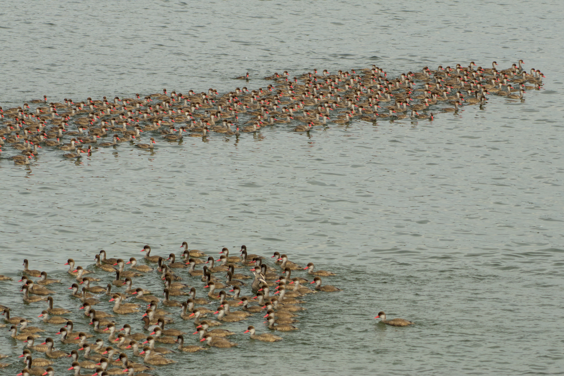 Die n&auml;chste Gruppe