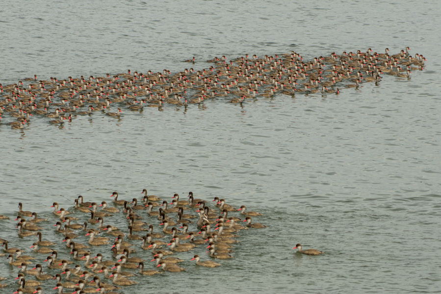 Kolbenenten auf einem See