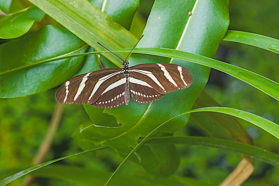 Zebrafalter an einem Blatt