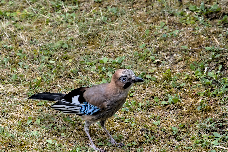 Eichelh&auml;her auf einer Wiese