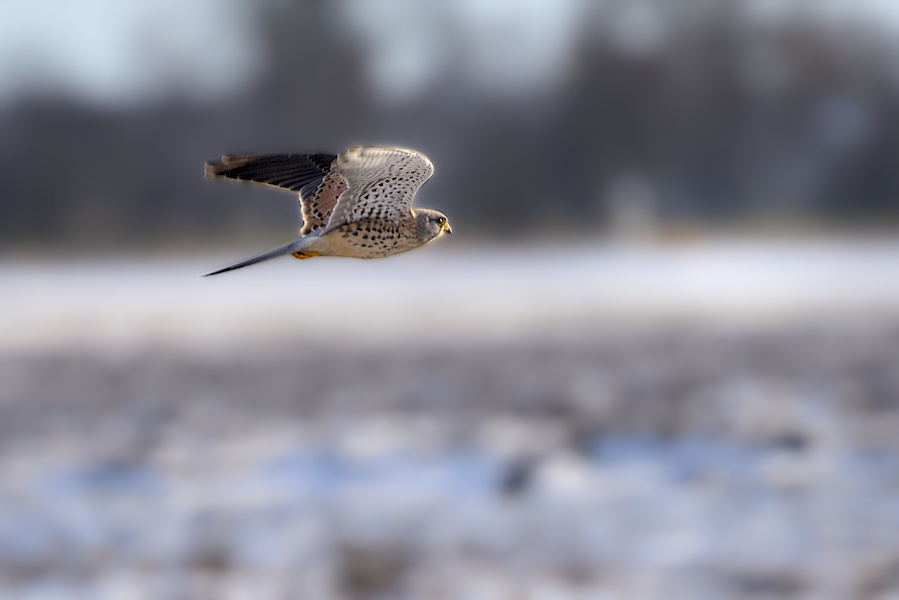 Turmfalke im Flug
