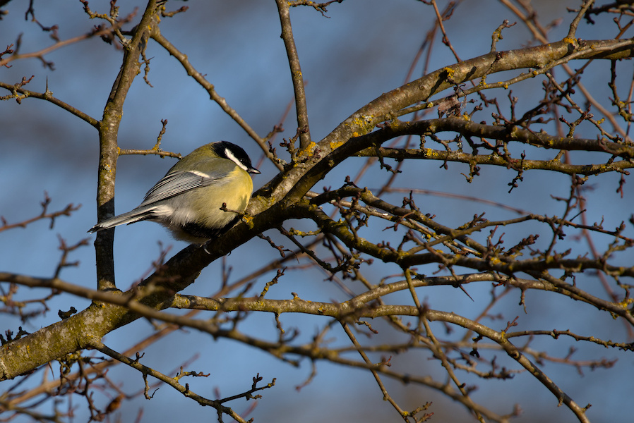 Kohlmeise in einem Baum