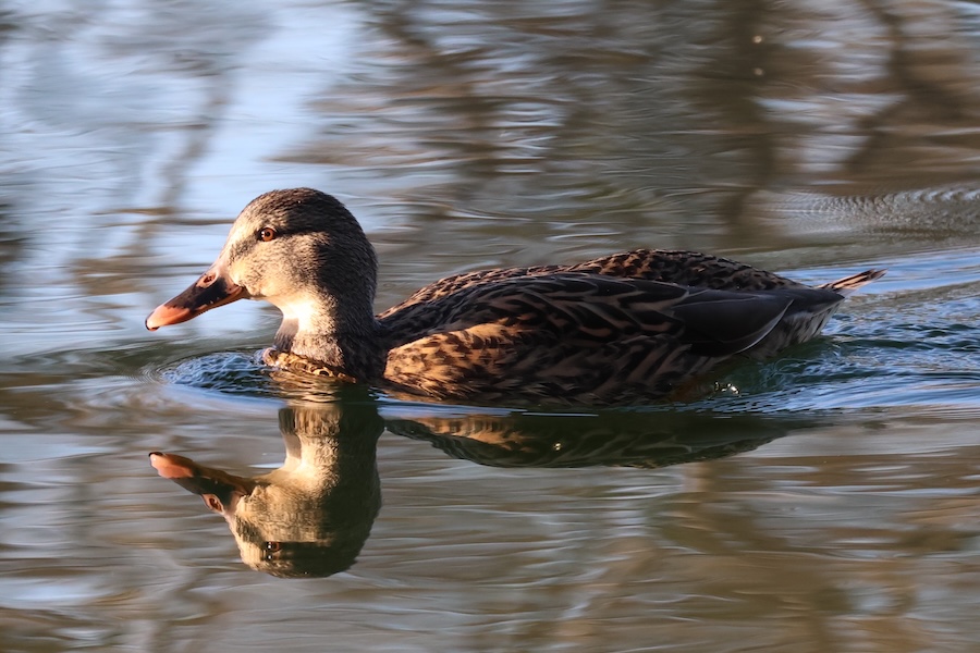 Stockente auf einem See