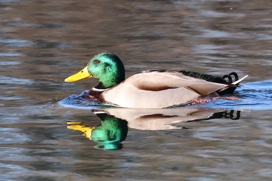 Stockente auf einem See