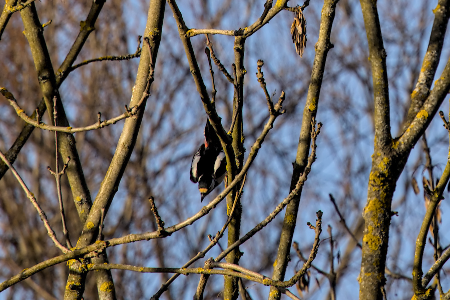 Buntspecht in einem Baum