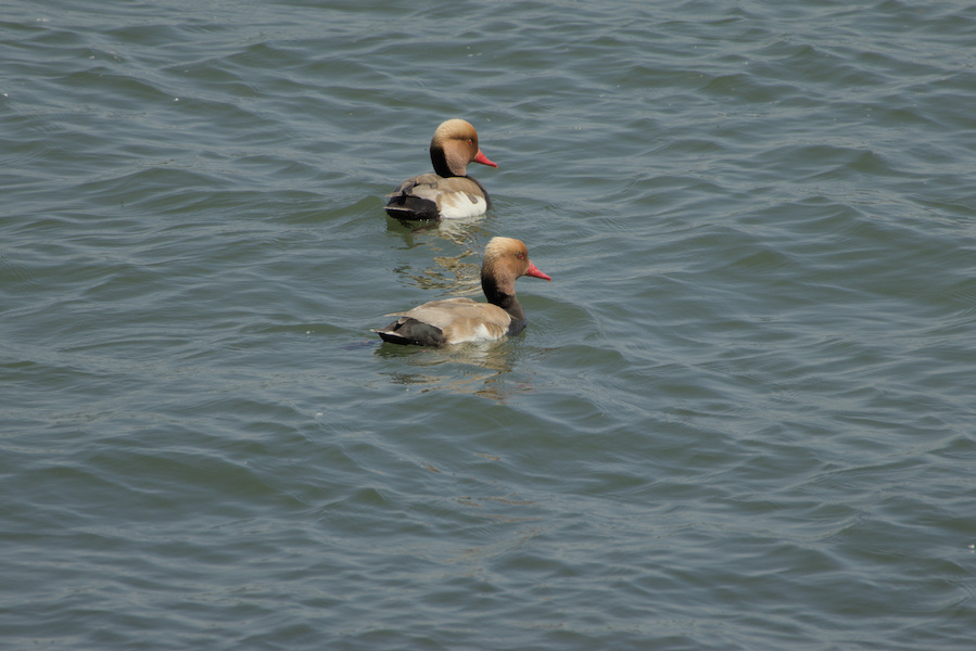Kolbenenten auf einem See