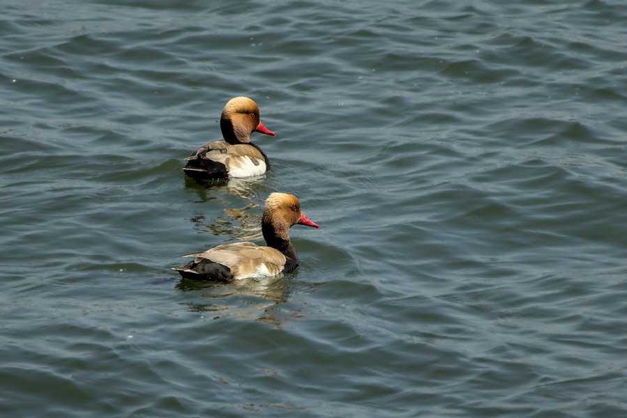 Kolbenenten auf einem See