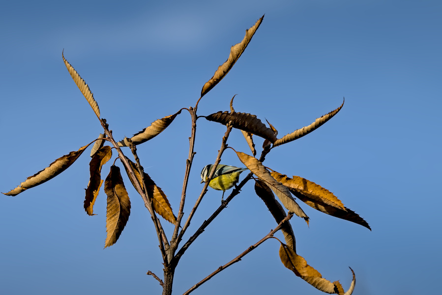 Blaumeise in einem Baum