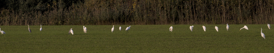 Silberreiher und Graureiher auf einer Wiese