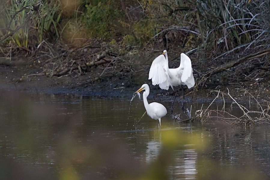 Zwei Silberreiher in einem Teich