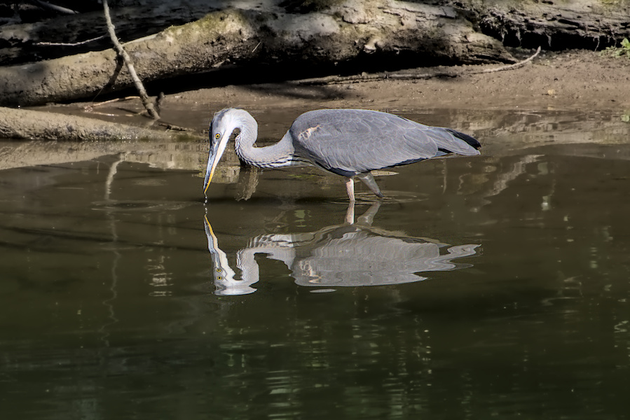 Graureiher im Wasser