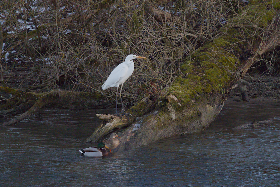 Stockentenpaar und ein Silberreiher am Ufer